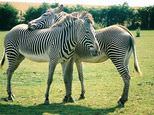 Linton Zoo